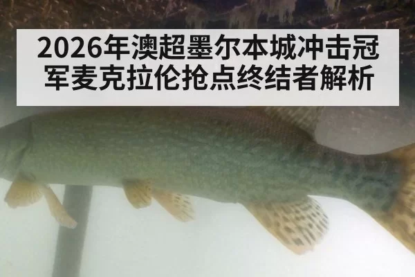 2026年澳超墨尔本城冲击冠军麦克拉伦抢点终结者解析